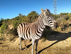 Free Mental Health Support in Gansbaai