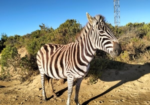 Free Mental Health Support in Gansbaai