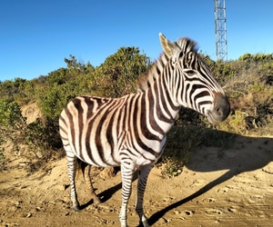 Free Mental Health Support in Gansbaai