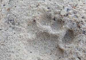 Leopard Patrols and Pugmarks