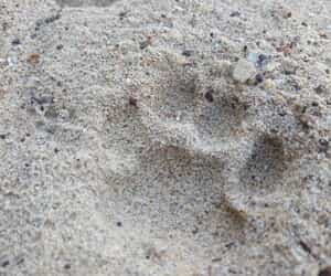 Leopard Patrols and Pugmarks