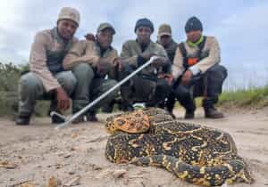 Grootbos Rangers in Action