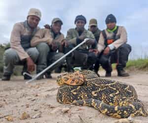 Grootbos Rangers in Action