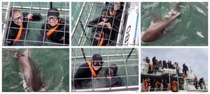 Daily Blog: 09 June 2025 | Shark Cage Diving in South Africa