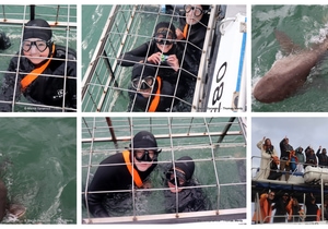 Daily Blog: 09 June 2025 | Shark Cage Diving in South Africa