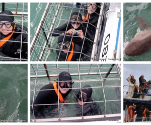 Daily Blog: 09 June 2025 | Shark Cage Diving in South Africa