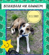 Adopt SPARKY: 7-Month-Old