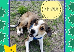 Adopt SPARKY: 7-Month-Old