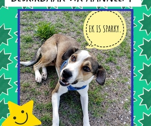 Adopt SPARKY: 7-Month-Old