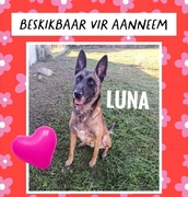 Energetic 4-Year-Old Rescue Dog Looking for a Loving Home