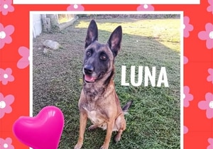 Energetic 4-Year-Old Rescue Dog Looking for a Loving Home