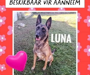 Energetic 4-Year-Old Rescue Dog Looking for a Loving Home