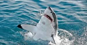 Shark Town: New Film Showcases Gansbaai’s Great White Shark Legacy