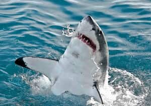 Shark Town: New Film Showcases Gansbaai’s Great White Shark Legacy