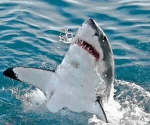 Shark Town: New Film Showcases Gansbaai’s Great White Shark Legacy