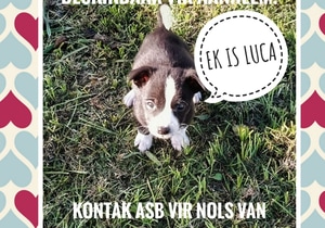 Adopt Me - Little Boy Needs Love