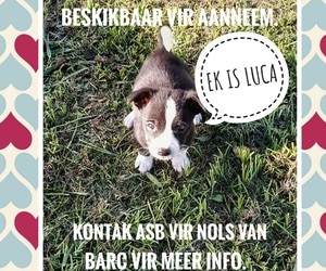 Adopt Me - Little Boy Needs Love