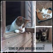 Adopt a Cat in Stanford - Loving Cats Need Homes