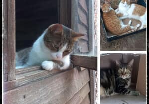 Adopt a Cat in Stanford - Loving Cats Need Homes