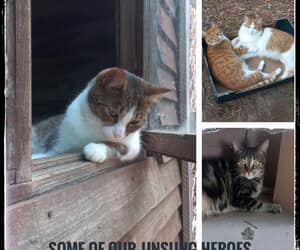 Adopt a Cat in Stanford - Loving Cats Need Homes