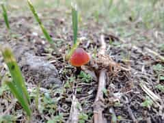 Fungi Facts at Grootbos