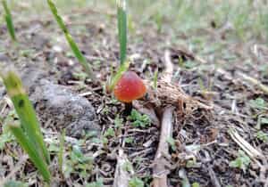 Fungi Facts at Grootbos