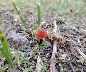 Fungi Facts at Grootbos