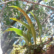 Epiphytic Ferns In Spore