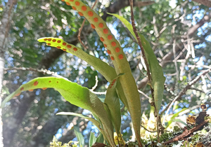 Epiphytic Ferns In Spore