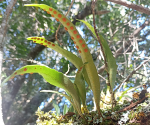 Epiphytic Ferns In Spore