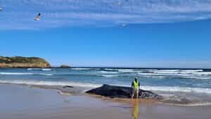 Stranded Humpback Whale at Robberg Nature Reserve