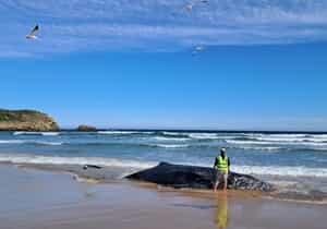Stranded Humpback Whale at Robberg Nature Reserve