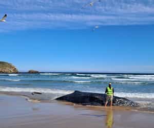 Stranded Humpback Whale at Robberg Nature Reserve