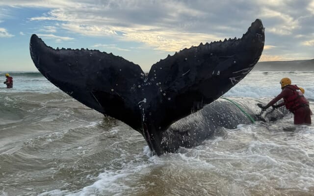 Image_9_1749816581 Image_9_1749816581