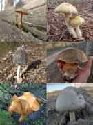 Mushrooms and Fun(gi) at Grootbos