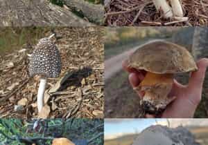 Mushrooms and Fun(gi) at Grootbos