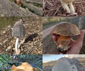 Mushrooms and Fun(gi) at Grootbos