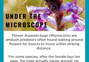 Under the Microscope - A Father’s Day Look Back