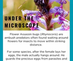 Under the Microscope - A Father’s Day Look Back