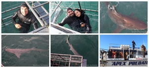 Daily Blog: 17 June 2025 | Shark Cage Diving in South Africa