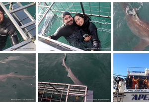 Daily Blog: 17 June 2025 | Shark Cage Diving in South Africa