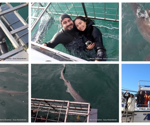 Daily Blog: 17 June 2025 | Shark Cage Diving in South Africa