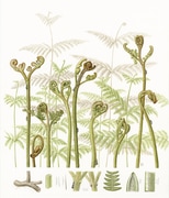 Fully Booked: Botanical Watercolour Masterclass with Laura Silburn