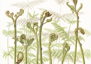 Fully Booked: Botanical Watercolour Masterclass with Laura Silburn