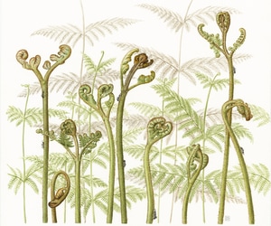 Fully Booked: Botanical Watercolour Masterclass with Laura Silburn