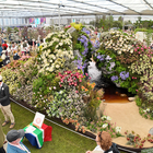 People Watching - Chelsea Flowers in Stanford 2025 - Xplorio™