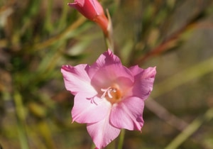 Friday Field Notes from Grootbos