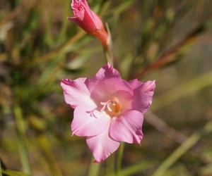 Friday Field Notes from Grootbos