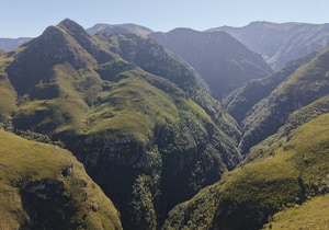 Record-breaking pine clearing operation