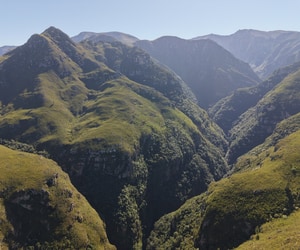 Record-breaking pine clearing operation